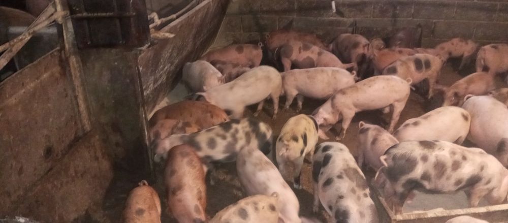 Продам поросята з доставкою обмін на зерно