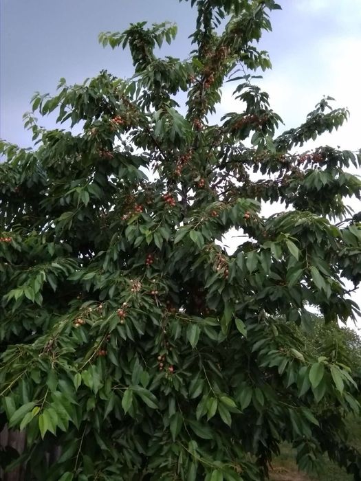 Продаж  будинку, для великої родини, в екологічно чистому с. Тубільці