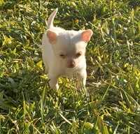 Chihuahua macho miniatura disponível