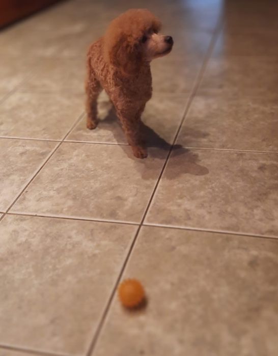 Pudel miniaturowy piesek Mozart