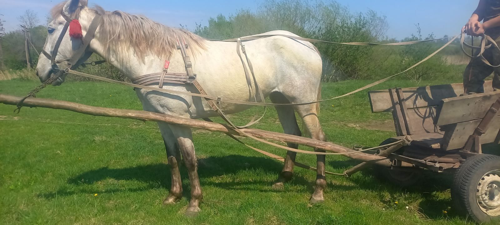 Продам молоду кобилу