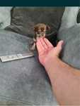 Chihuahua miniatura
