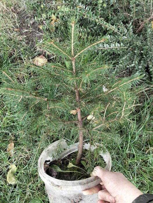 Ялинка  150 грн.