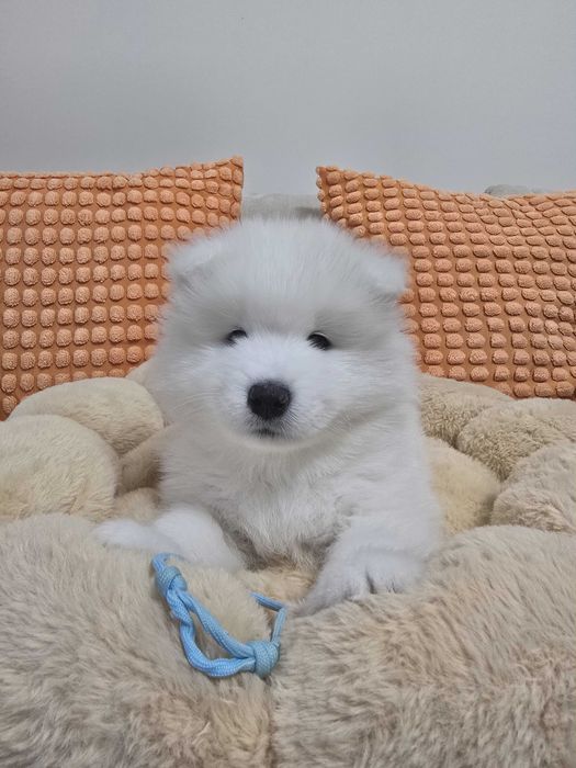 Samoyed Szczeniak ZKwP FCI