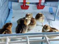 Pisklęta kurczęta australorp marans legbar fryzyjskie silka wyandotte