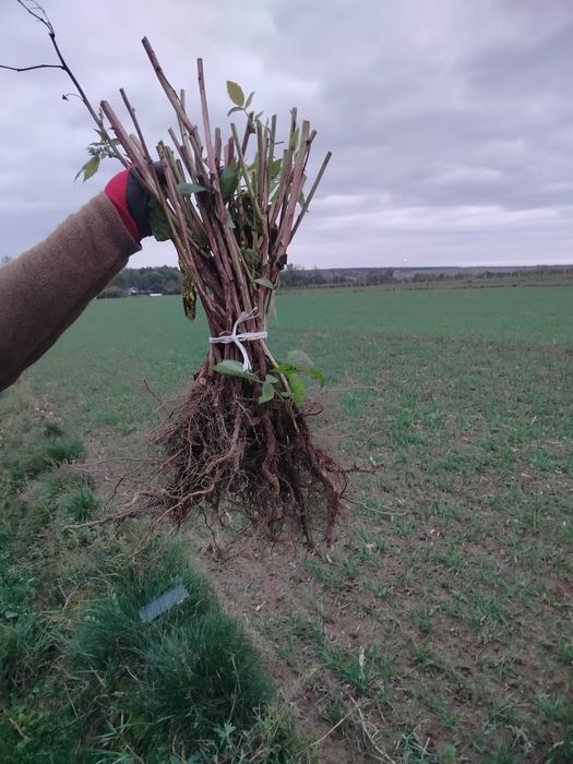Sprzedam Sadzonki malin jesiennej Mapema