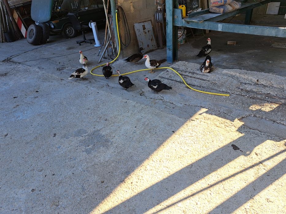 Varios patos mudos várias idades criados ao ar livre com milho