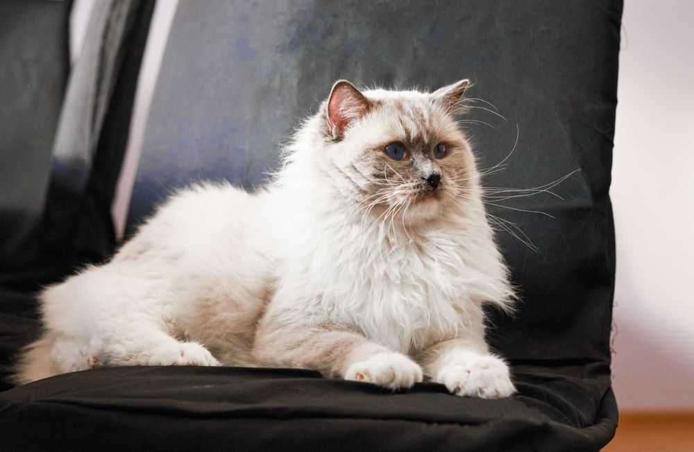 Kot Ragdoll, zapowiedź miotu,lato, jesień 2025,FPL,FIFE