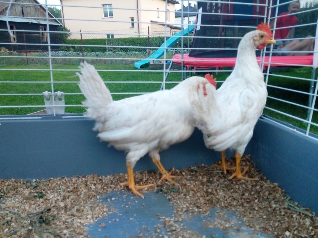 Leghorn kogutki mlode