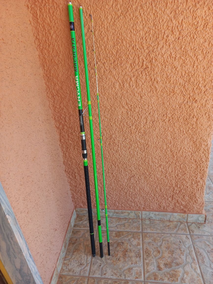 Cana Vercelli Enygma Maculata