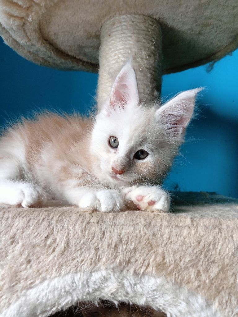 Maine coon rudy srebrzysty kocurek z rodowodem FPL