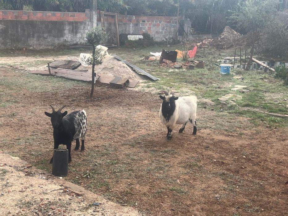Vendo cabras ( casal)