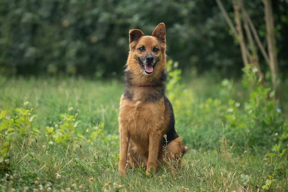 Віддам в добрі руки славного собаку Саймона.