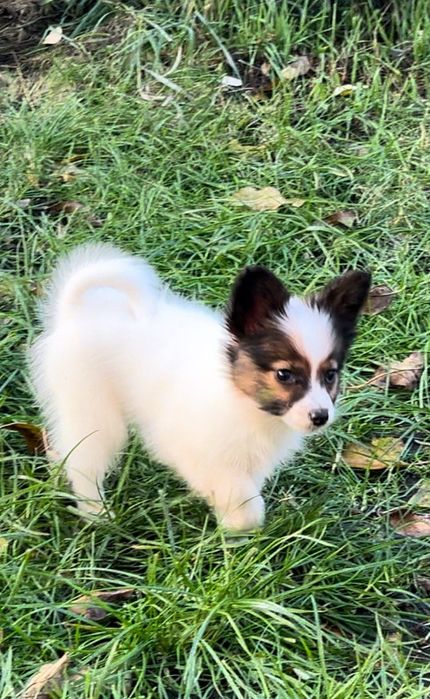 Щенки самой компанейской и красивой собачки папильон