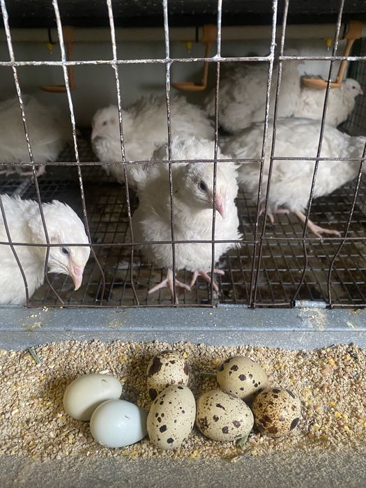 Продам домашні перепелині яйця