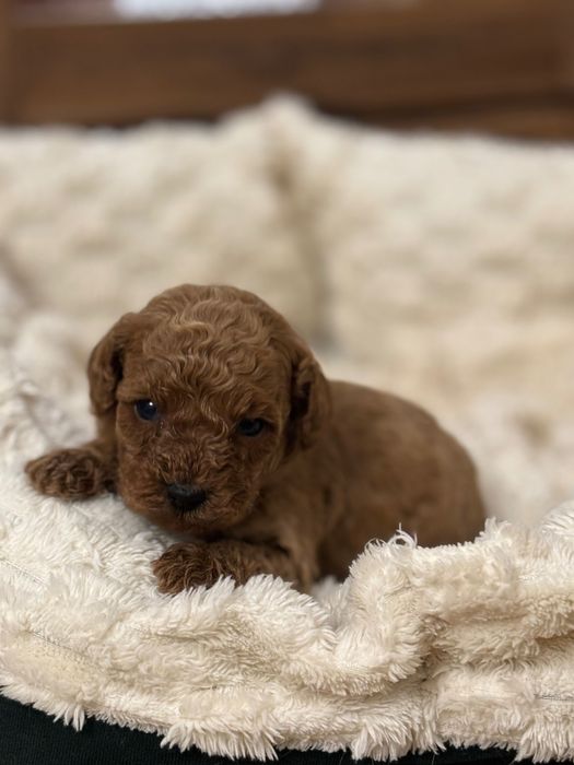 Pudel red chłopczyk