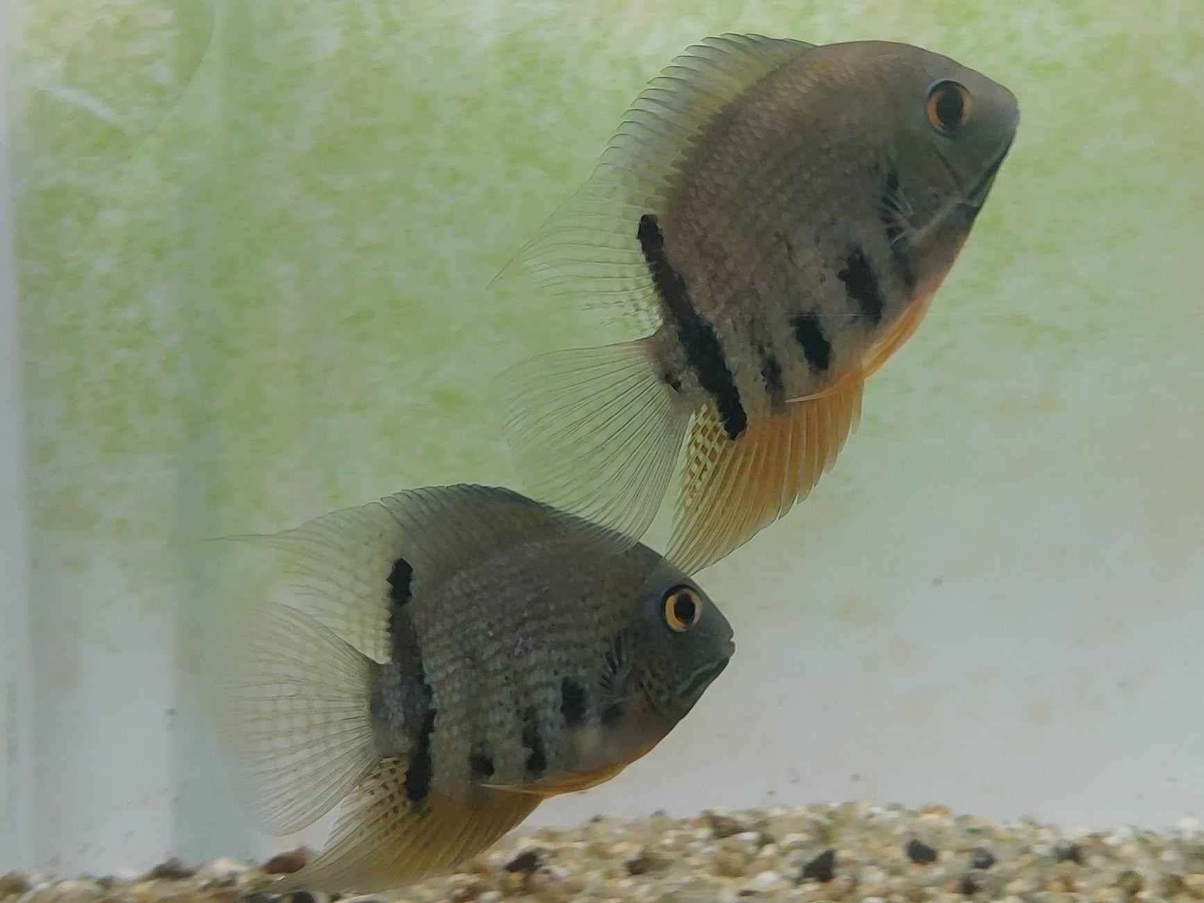 Tenho Heros  Severum jovens  para venda