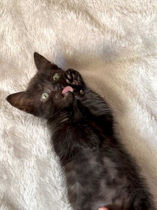 Чудернацькі кошенята Вуглики