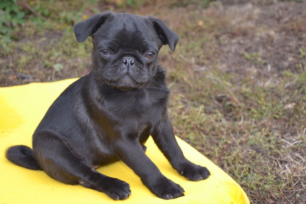 Продам цуценя мопса