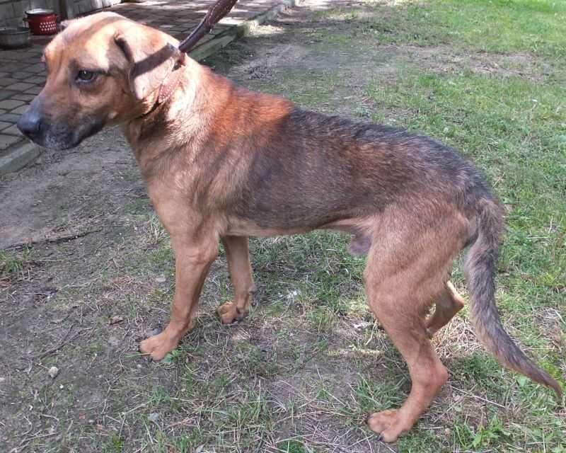 Szerud średni rudo szary pies do adopcji