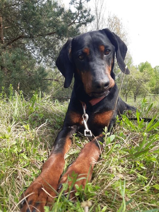 Śliczny piesek  Ami do adopcji że schroniska.