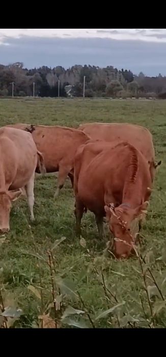 Jałówki mleczne wysokocielne Estońska czerwona  7-8 miesięcy cielność