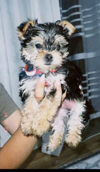 Собачка Йорк Міні 3 місяці