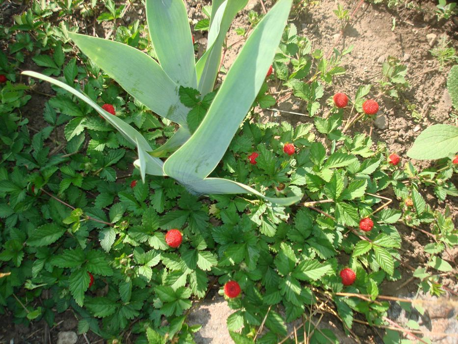 Почвопокровные Гвоздика, Молодило, Седумы, Дюшенея