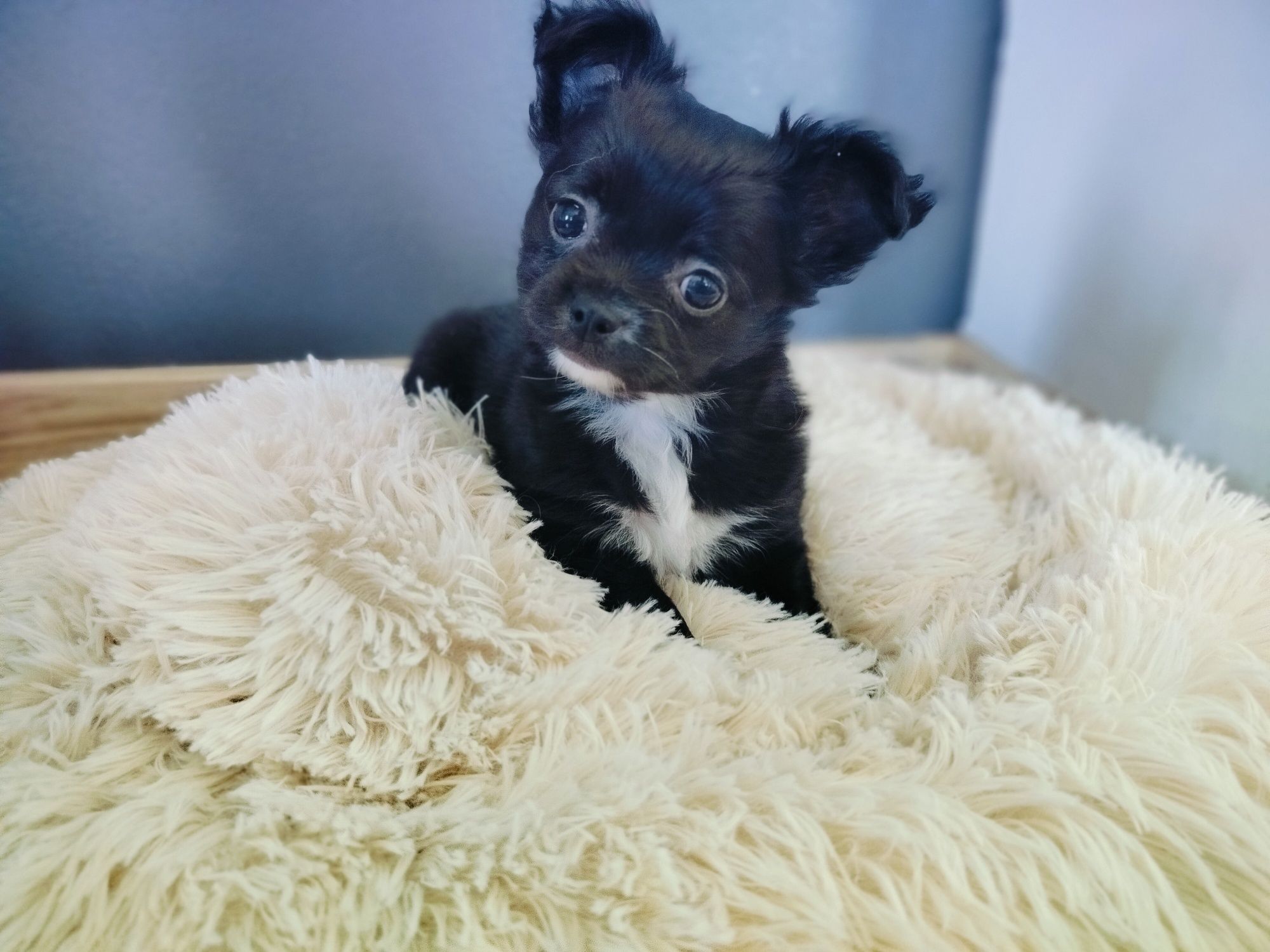 Chihuahua sunia ;)