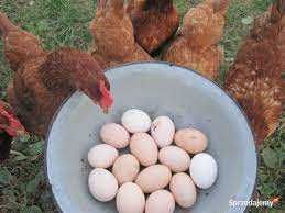 Kury nioski młode z pierwszym jajkiem.Sprzedaż HURT-DETAL.Ferma Drobiu