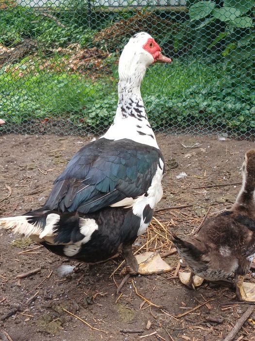 Продажа Індокачки