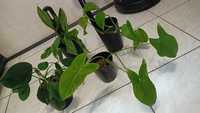 zestaw roślin Syngonium mojito filodendron green princess Epipremnum
