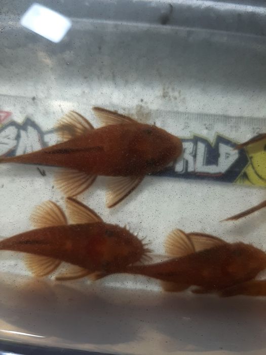 Анциструс супер ред/ производители/ сомы/нерестовые пары