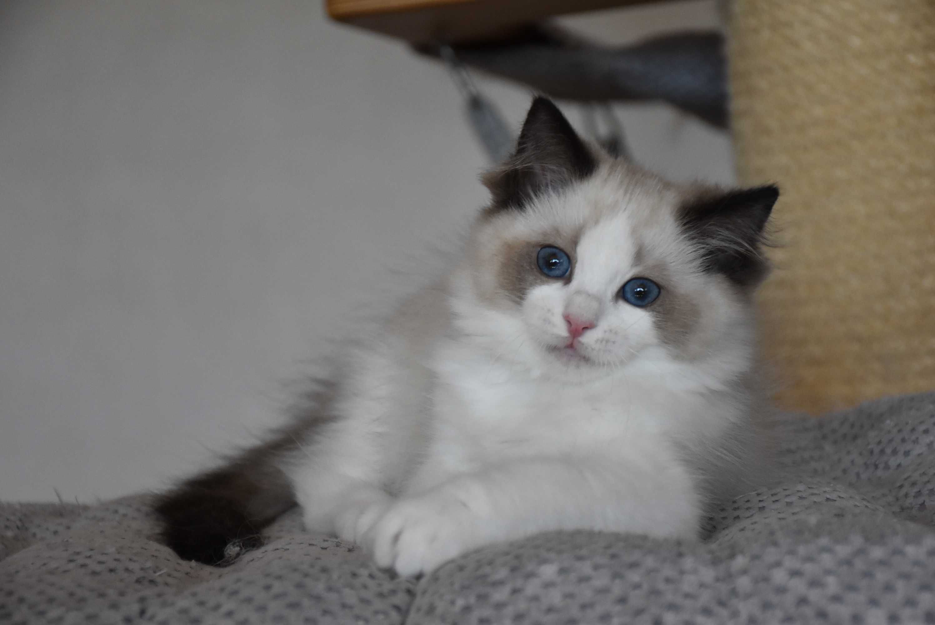 Ragdoll kotka Stella z rodowodem FIFe - Seal Bicolor