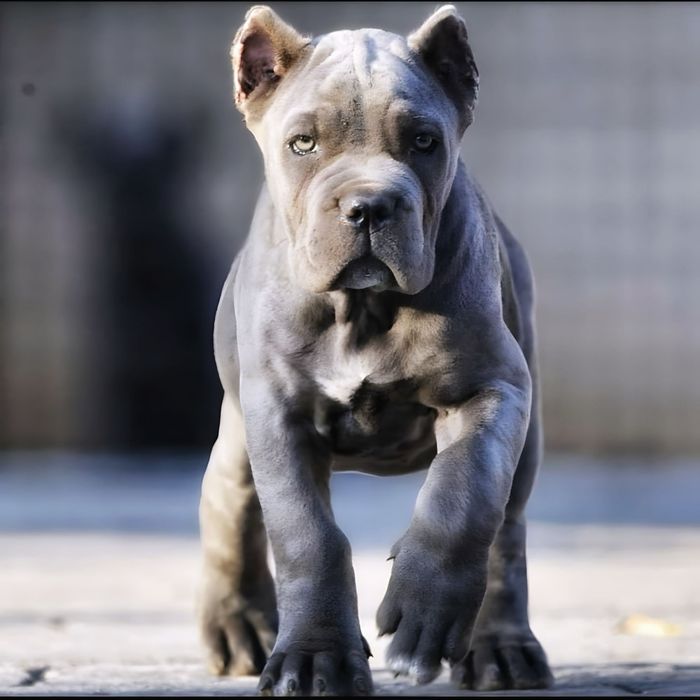 Планові цуценята Кане Корсо