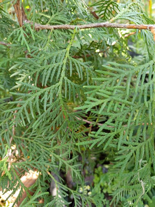 Саджанці туї звичайної та інші декоративні рослини для саду та городу