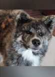 Akita inu sunia pręgowany tygrysek fci