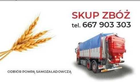 Skup zbóż, skup zboża, Jęczmień Pszenica pszenżyto żyto owies - pompą