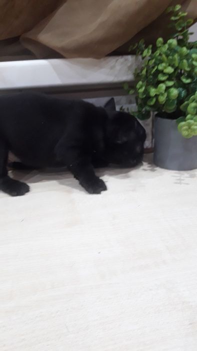 Французский бульдог