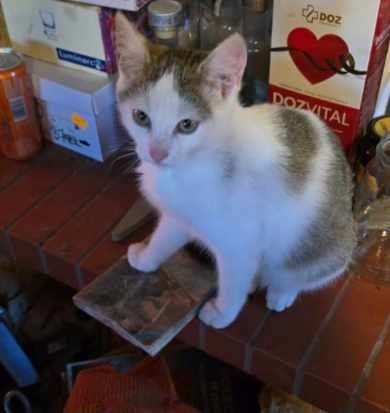 Oddam kotki w dobre ręce