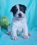 Parson Russell Terrier - wyjątkowy chłopiec Thor