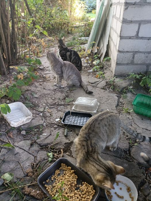 Котята-кошенята. Шукають людське тепло!