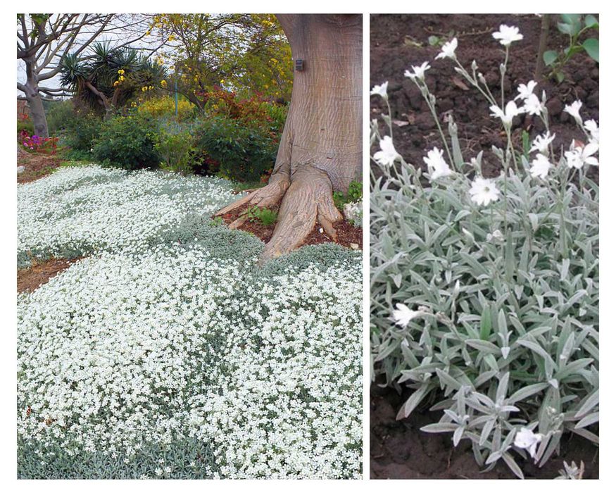 Саженцы многолетних цветов астра омашка колокольчик гелениум