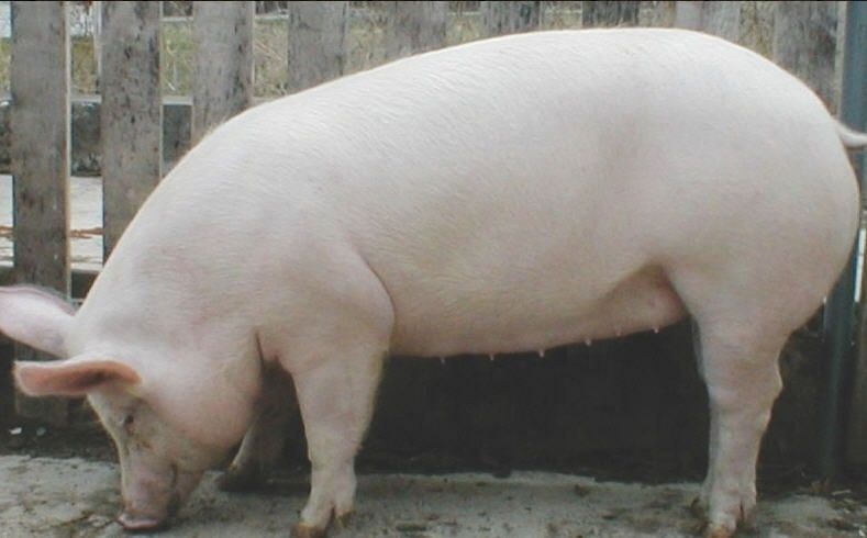 Домашня свинка живою вагою