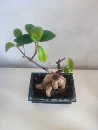 Drzewko bonsai małe