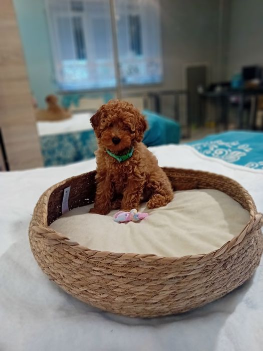 Pudełek toy ,miniatura  ,chłopiec