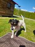 Jack Russel Terier szuka domu