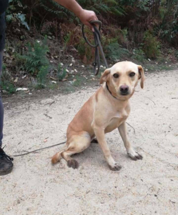 Palhacinha- cachorra de porte médio para adoção