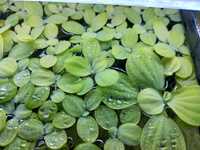 Пістія - рослини водорості для акваріуму растения водоросли в аквариум