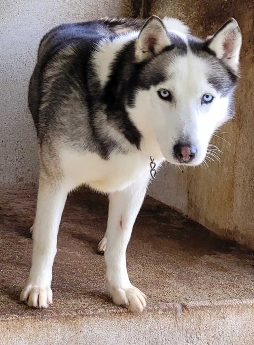 Husky Siberiano Macho